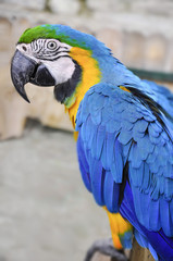 Obraz premium говорящий попугай в профмль