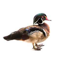 Wood duck isolated