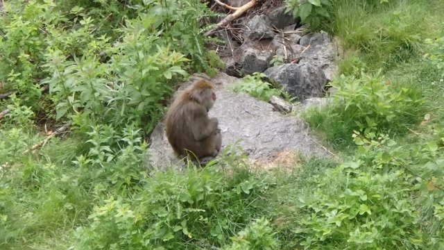 macaque