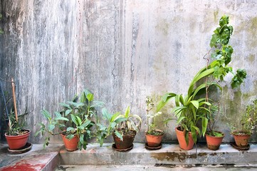 The green plants in a brown pots in on vintage wall.