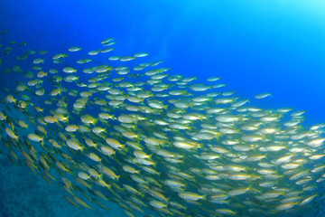 Fototapeta na wymiar School Bigeye Snapper fish on coral reef in ocean