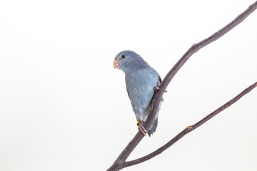 Mauve Forpus, Parakeet, Bird