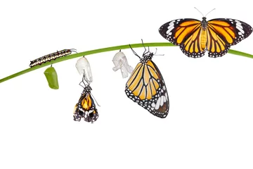 Papier Peint photo Papillon Transformation isolée du papillon tigre commun émergeant de