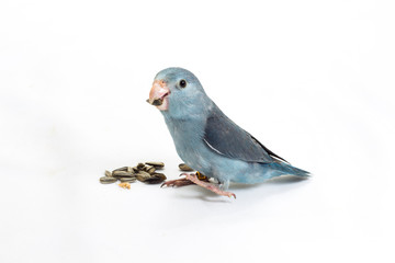 Mauve Forpus, Parakeet, Bird