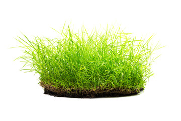 Clump of grass isolated