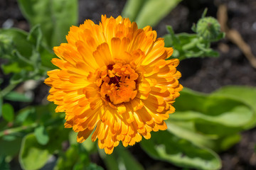 Pot marigold (Calendula officinalis)