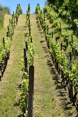 Fototapeta na wymiar Vineyards under Palava. Czech Republic - South Moravian Region wine region.