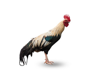 Chicken isolated on white background