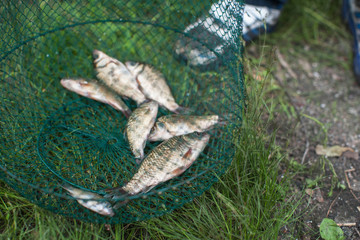 Caughted crucian carp