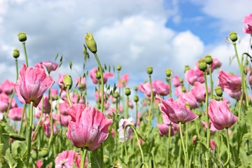 Schlafmohnblüte (Papaver somniferum) in Germerode am Meißner 
