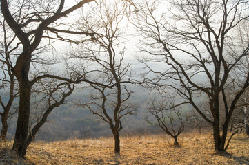 Bare trees in the spring.