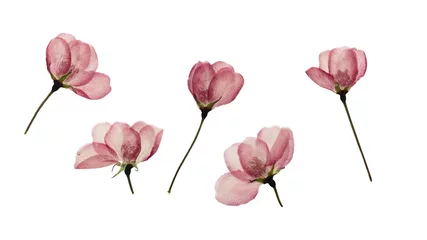 Fotobehang Bloemen Pressed and dried buds flower of apple  © svrid79