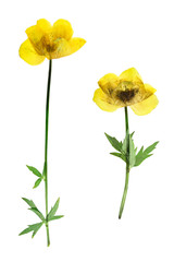 Obraz premium Pressed and dried flower trollius europaeus