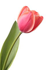 Tulip