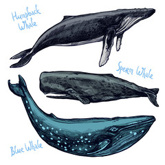 Obraz premium Whales Set, Collection Of Different Color Hand Drawn Whales