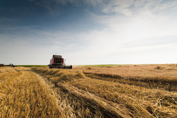 Obraz premium Harvesting of soy bean field