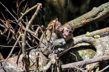 Young Sumatran Maqaque Monkey fighting with each other