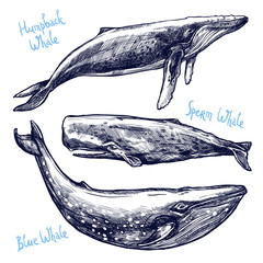 Whales Set, Collection Of Different Hand Drawn Whales - obrazy, fototapety, plakaty