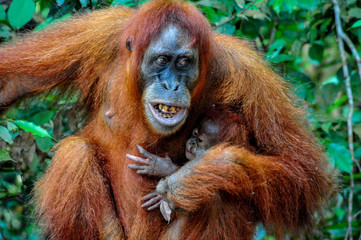 Mother Sumatran Orangutan with baby showing her teeth with anger
