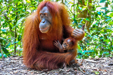 Mother Sumatran Orangutan with her baby