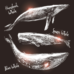 Obraz premium Whales Set, Collection Of Different Monochrome Hand Drawn Whales