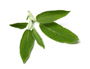 sage leaves isolated