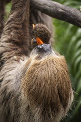 Two-toed sloth eating carrot