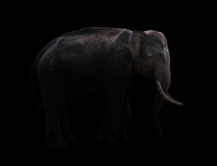 male elephant standing at night time