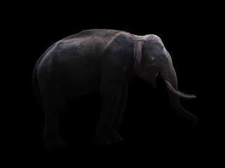 Fototapeta na wymiar male elephant standing at night time