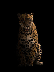 Obraz na płótnie Canvas jaguar ( panthera onca ) in the dark