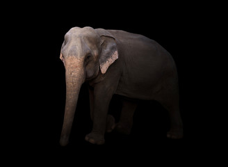 Fototapeta na wymiar male asia elephant in the dark