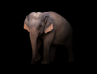 male asia elephant in the dark