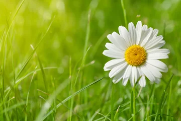 Zelfklevend Fotobehang Madeliefjes Kamille bloem op grasveld