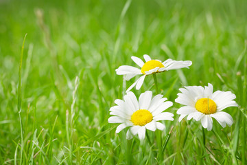 Chamomile flowers on grass field