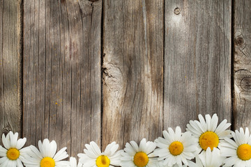 Daisy chamomile flowers on wood © evgeeenius
