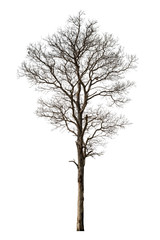 Dead tree isolated on white background