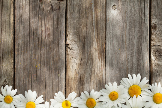 Daisy chamomile flowers on wood