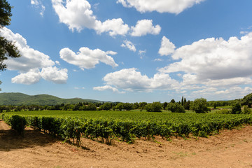 Fototapeta na wymiar Toscana vineyard