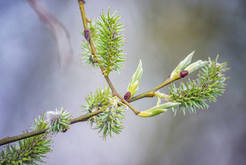 Green willow blossom bloom branch close-up