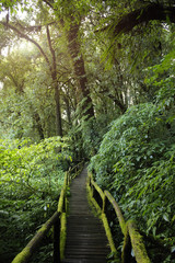 Fototapeta na wymiar Thailand rainforest