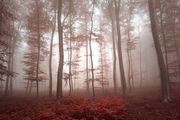 Fototapety  Magiczny czerwony kolorowy mglisty krajobraz drzewa leśnego. Zastosowano efekt filtra tonu czerwonego.