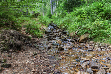 Forest brook rock stones trees ravine