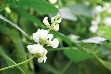 White color of bean flower on green leaf background