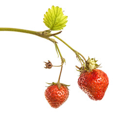 bunch of strawberries on the germ. On a white background