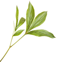 green leaves peony bush. isolated on white background