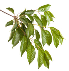 cherry tree branch isolated on white background