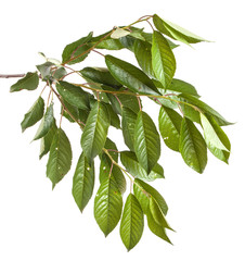 cherry tree branch isolated on white background