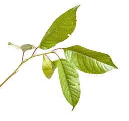 cherry tree branch isolated on white background