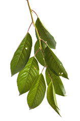 Obraz premium cherry tree branch isolated on white background