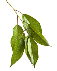 cherry tree branch isolated on white background